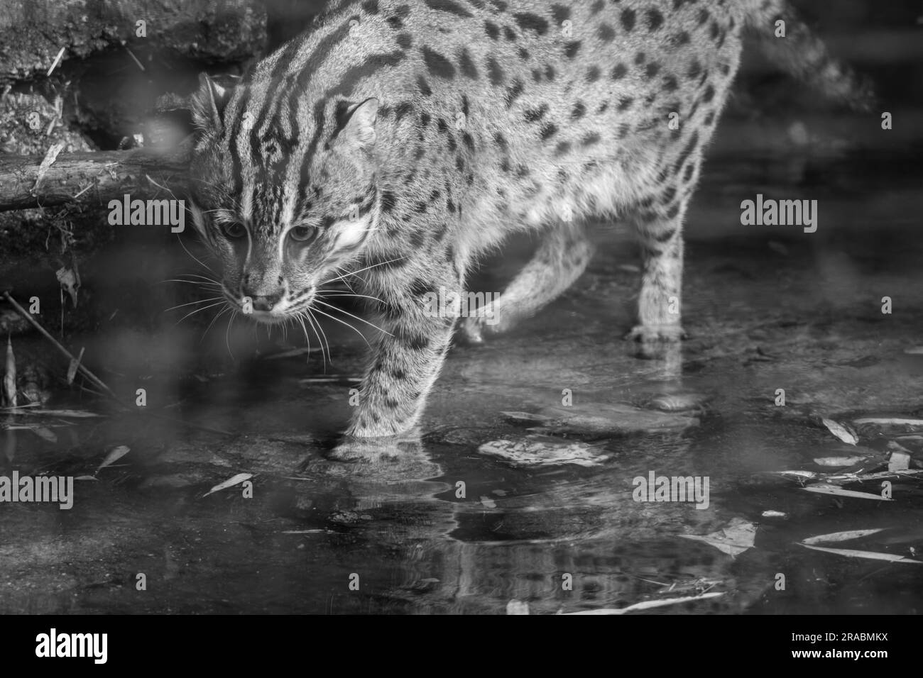 Cat fishing boat Black and White Stock Photos & Images Alamy