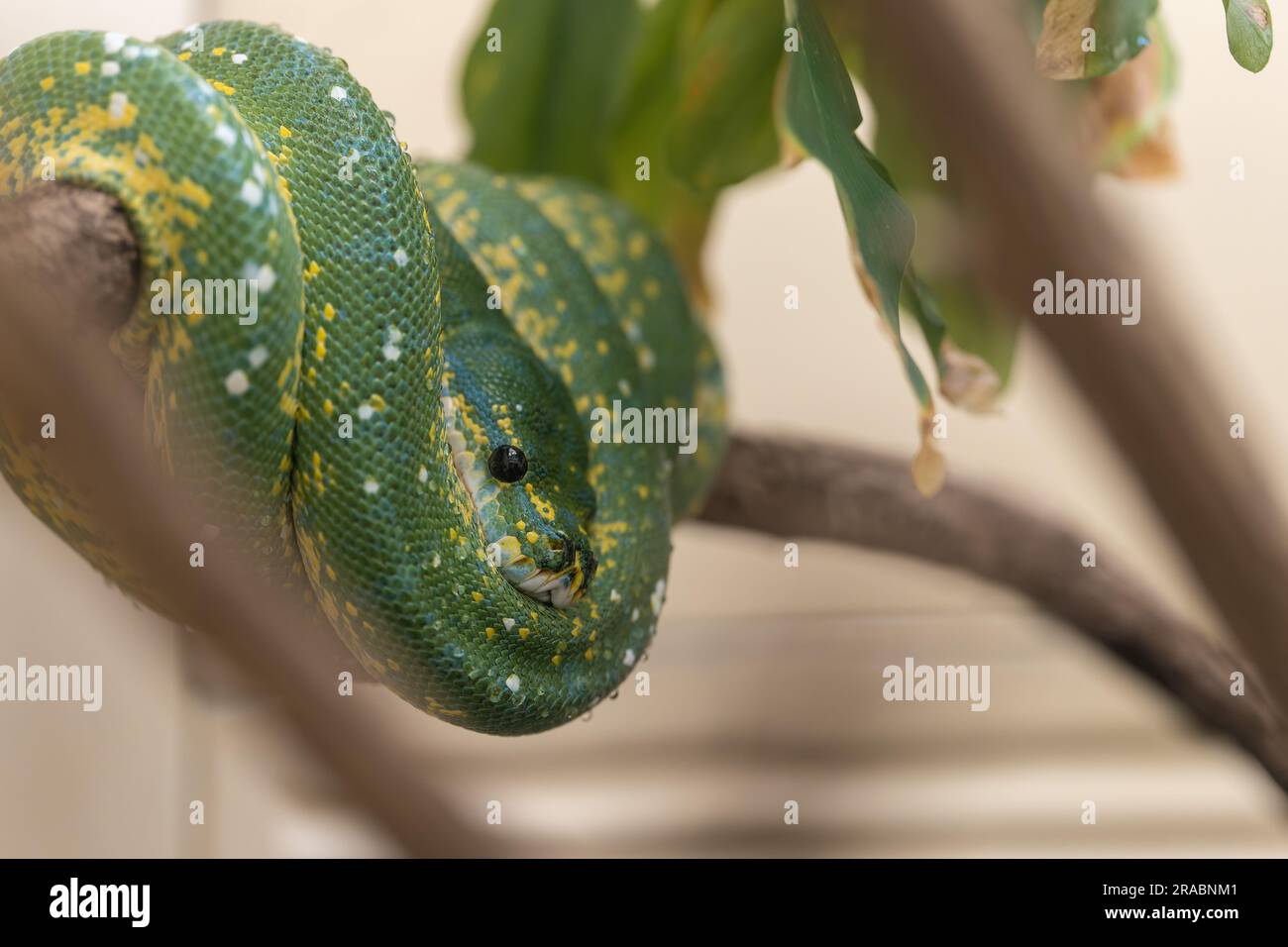 Portrait of a Coiled Green Tree Python Stock Photo - Alamy