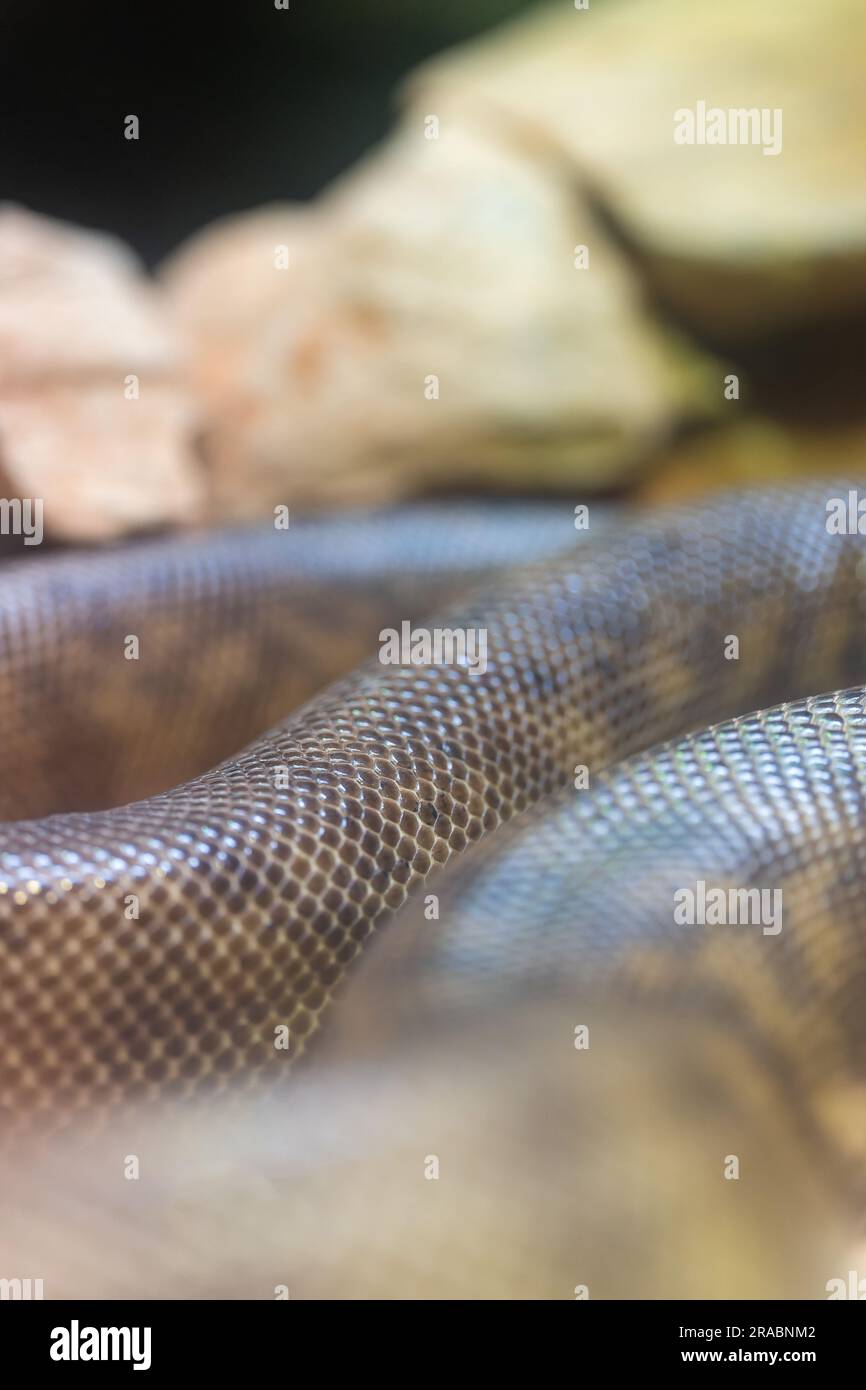 Macro Photo of Snake Body Stock Photo - Alamy