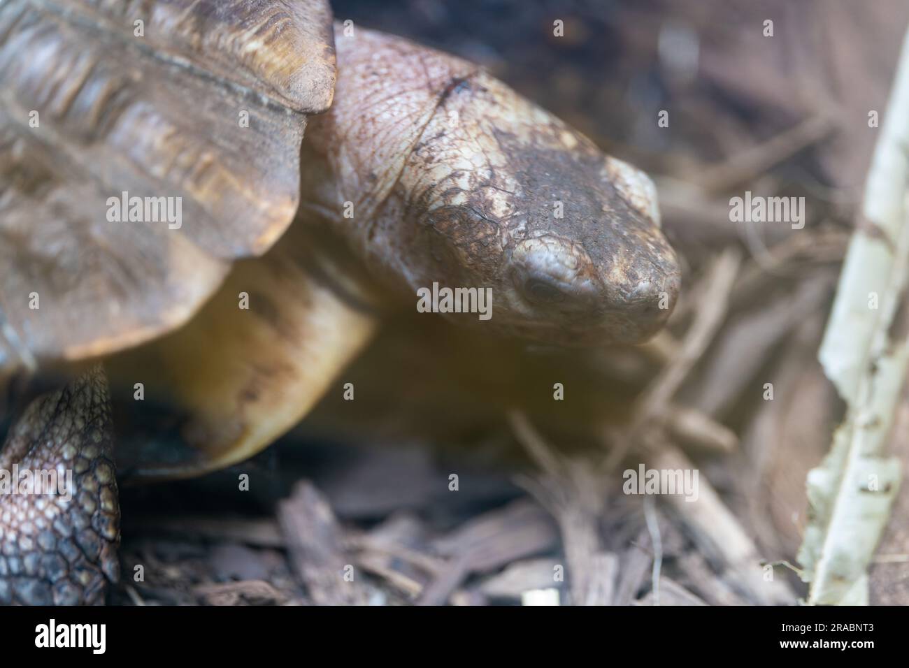Aldabra giant tortoise shell detail hi-res stock photography and images ...