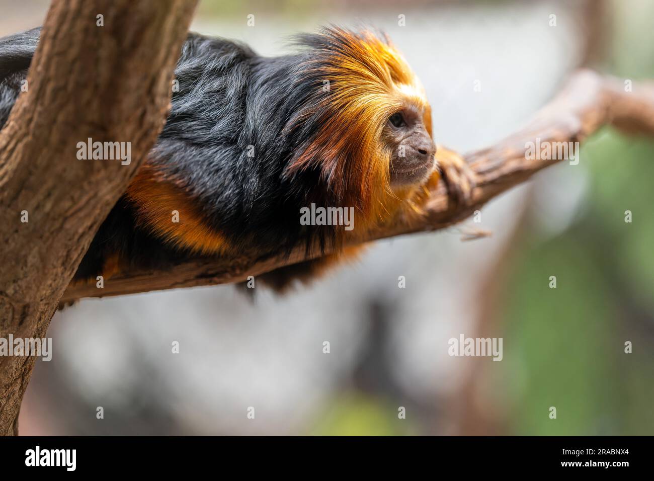 Mico sagui hi-res stock photography and images - Alamy