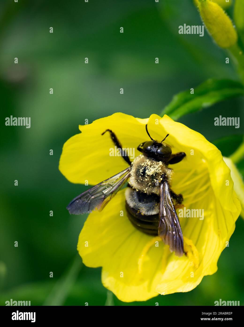 A half-black bumblebee, bombus vagans, pollinating a common evening  primrose flower, oenothera biennis, in a garden in Speculator, NY USA Stock Photo