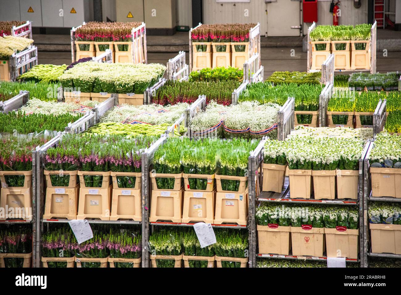 flower boxes at Flora Holland flower auction in the Netherlands Stock