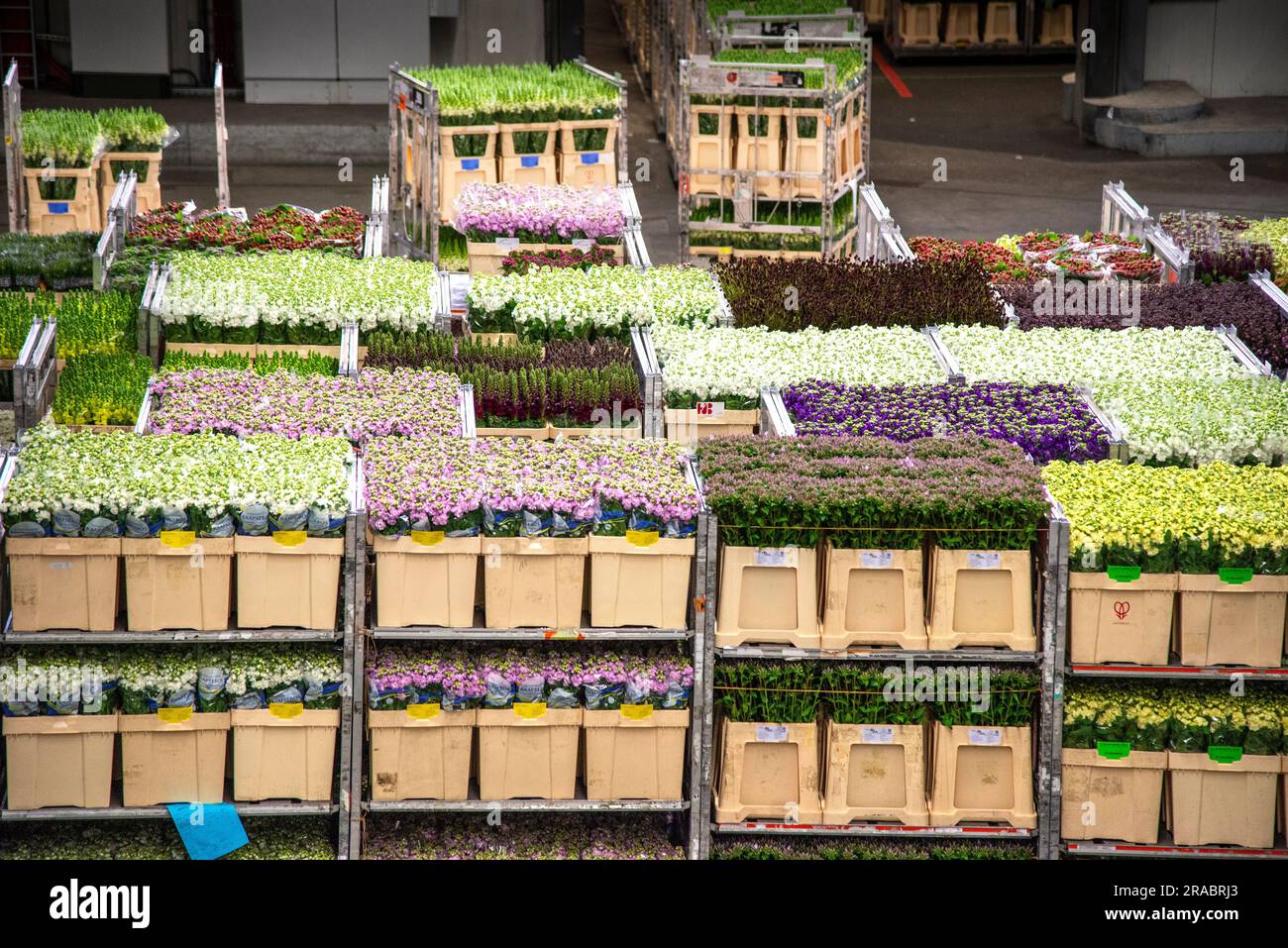 flower boxes at Flora Holland flower auction in the Netherlands Stock