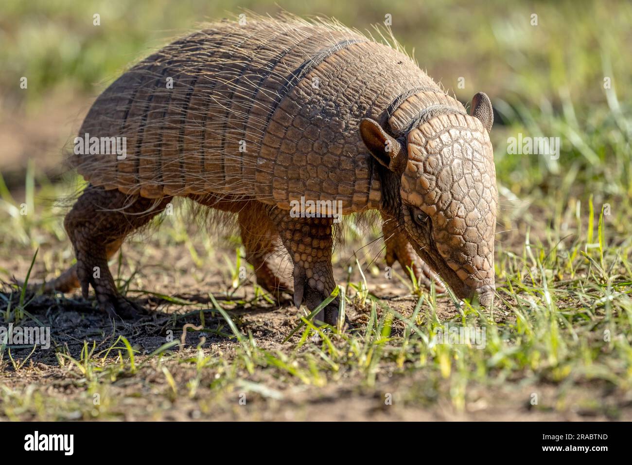 A six-banded armadillo ( Euphractus sexcinctus) forages for insects, ants, carrion, and plant material in the remote and wild Pantanal of Brazil. Stock Photo