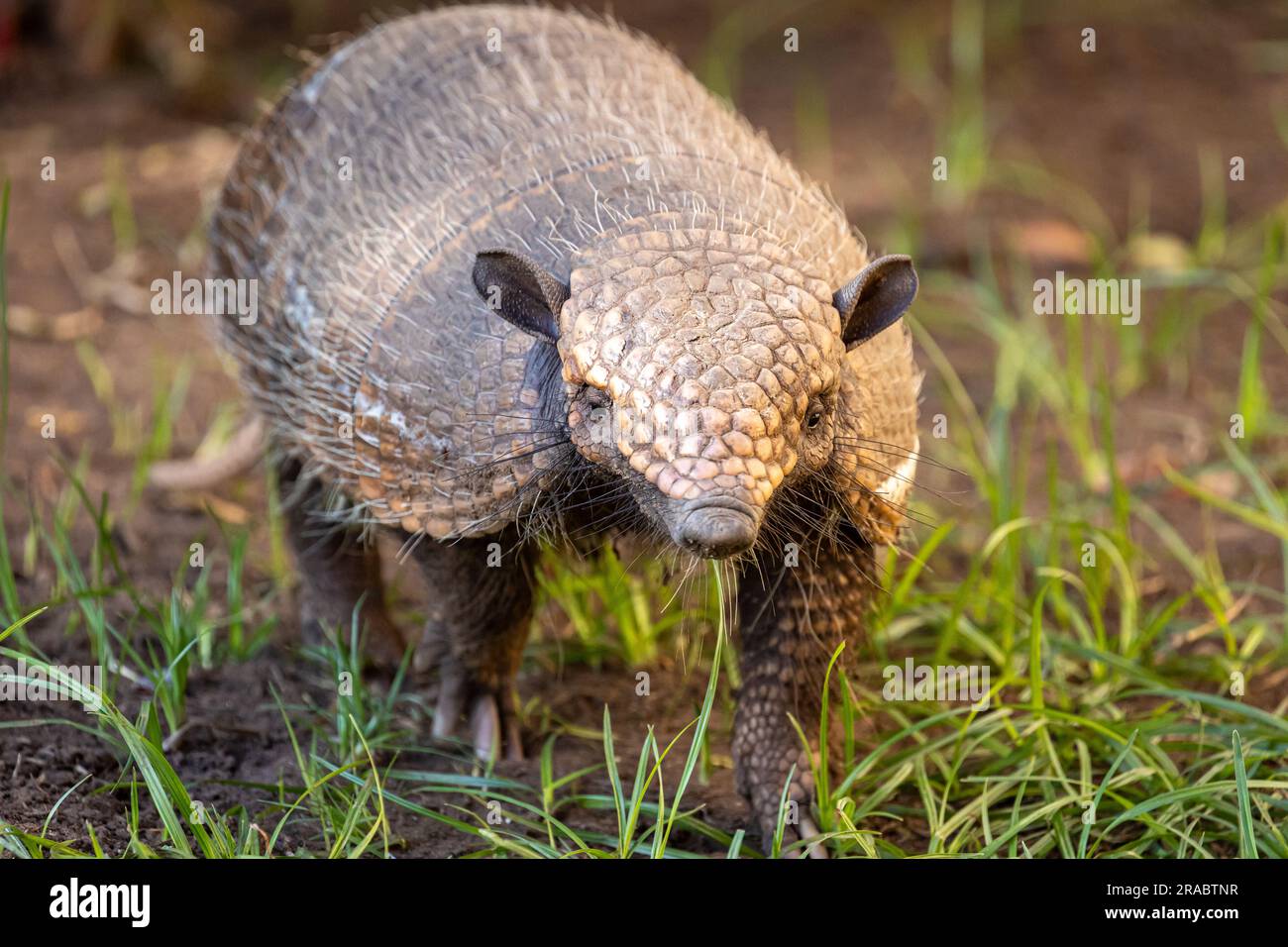 A six-banded armadillo ( Euphractus sexcinctus) forages for insects, ants, carrion, and plant material in the remote and wild Pantanal of Brazil. Stock Photo