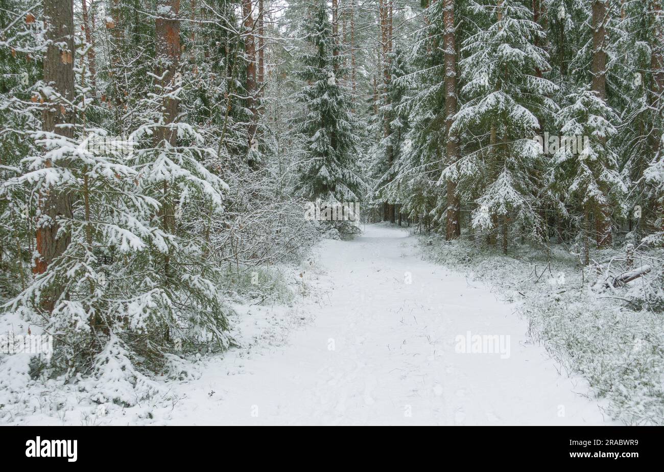 Photo of a beautiful winter forest with fresh white snow Stock Photo