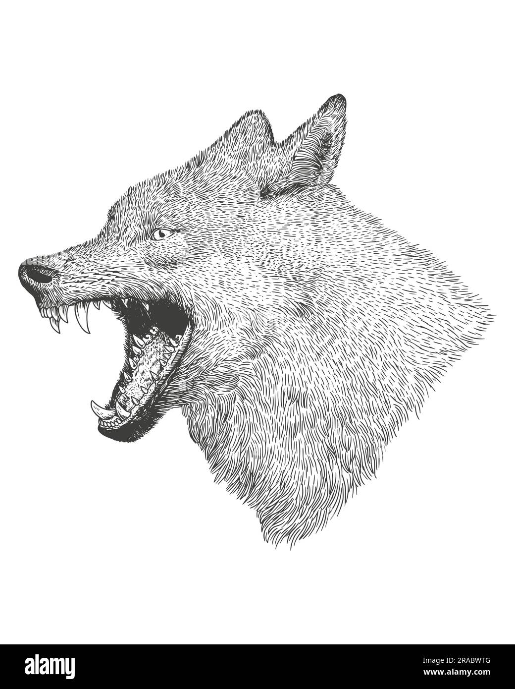 wolf head isolated on white background. drawing vector illustratio Stock Vector