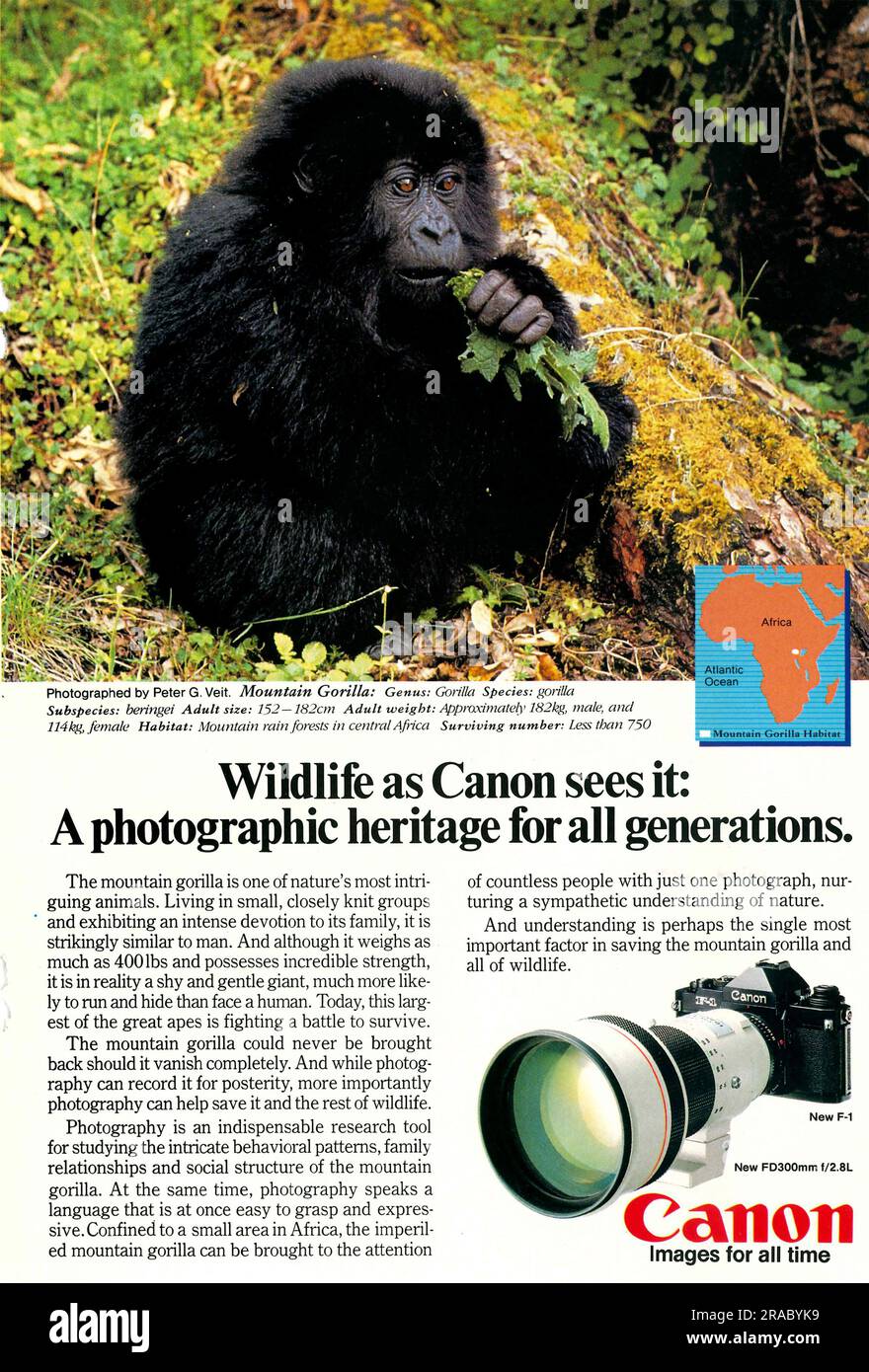 Canon photo camera long-lens, 300 mm advert in a magazine 1982. Stock Photo