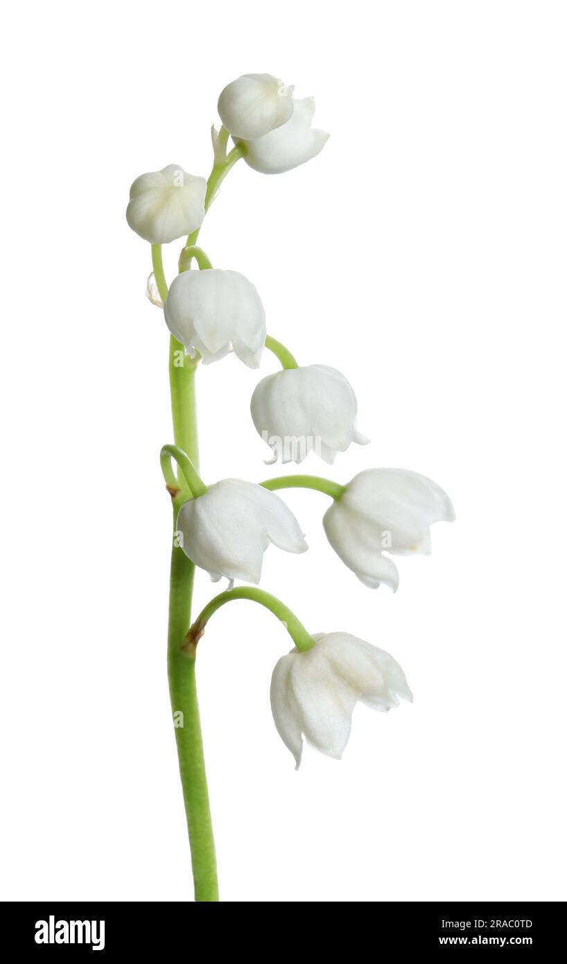 tiger lily bulb Easy to Grow Bulbs Lilium main image 0
