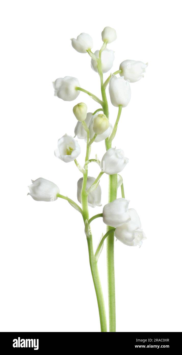 Beautiful lily of the valley flowers on white background Stock Photo ...