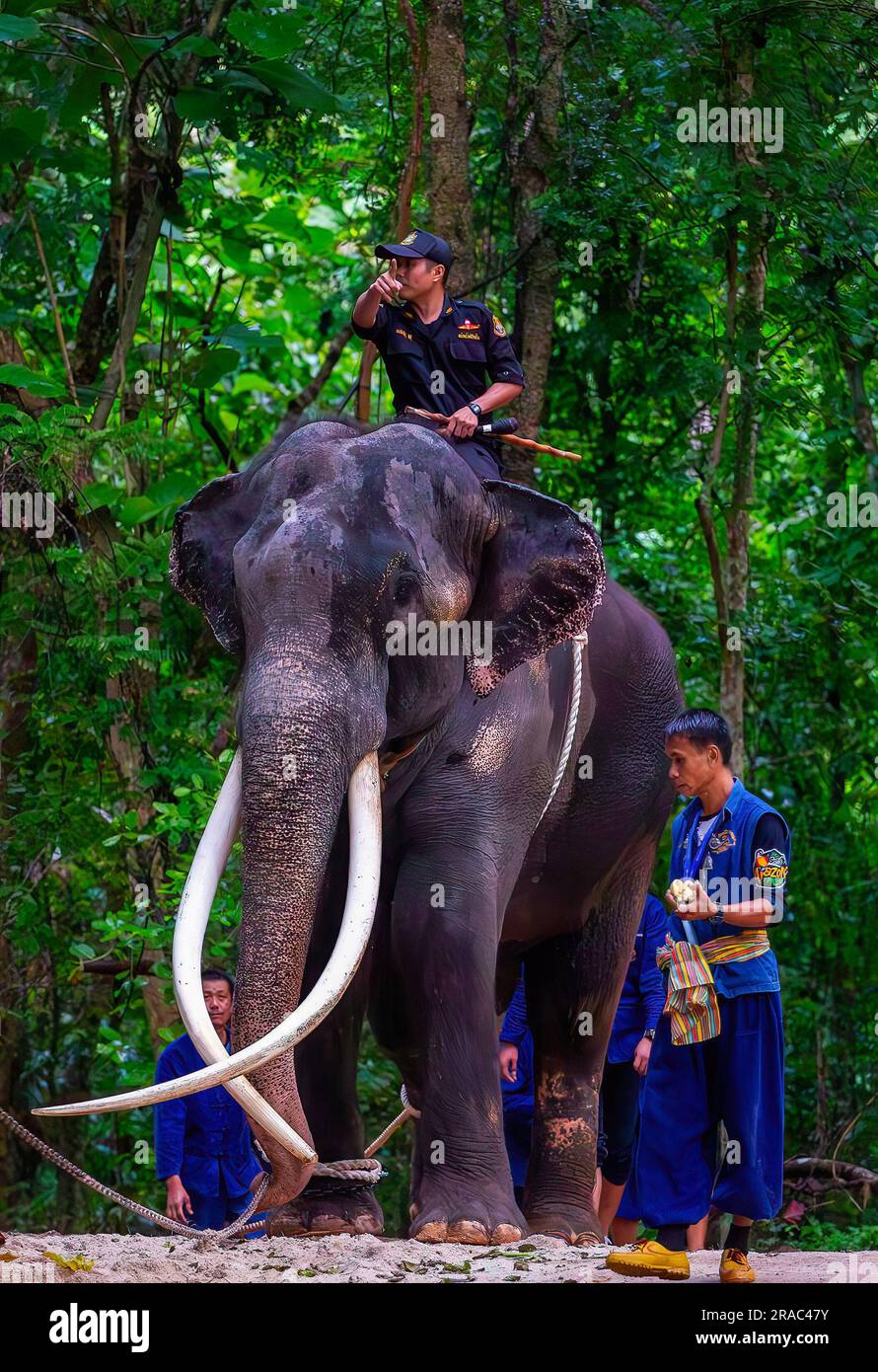 Thailand. 02nd July, 2023. Mahout ride 'Sak Surin' Thai elephant at the elephant hospital in Lampang. an ailing elephant that had allegedly not been well cared-for in Sri Lanka. 'Sak Surin' is one of the three elephants that the Royal Thai Government gifted the Government of Sri Lanka since 2001. Credit: SOPA Images Limited/Alamy Live News Stock Photo