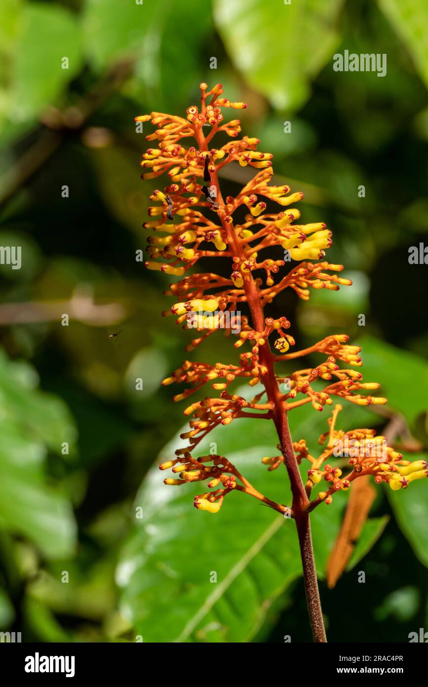 Palicourea padifolia in the Amazon jungle of Peru Stock Photo