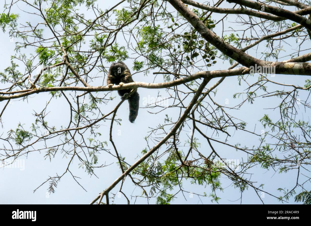 Equatorial Saki monkey (pithecia aequatorialis) in the amazon forest,Tingo Maria,Huanuco,Peru Stock Photo