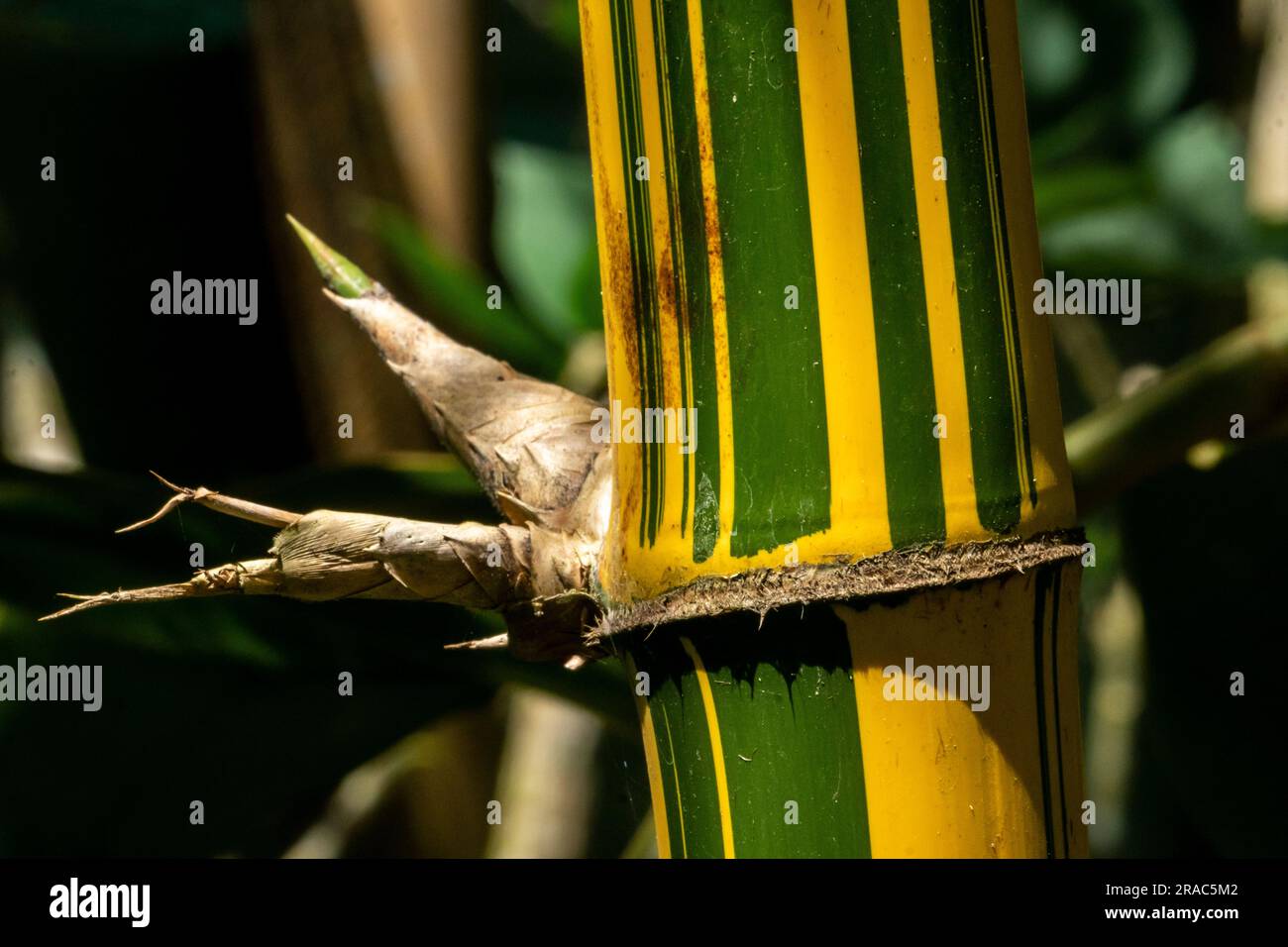 Bambusa Vulgaris vittata in the amazonian rainforest,Perú. Stock Photo