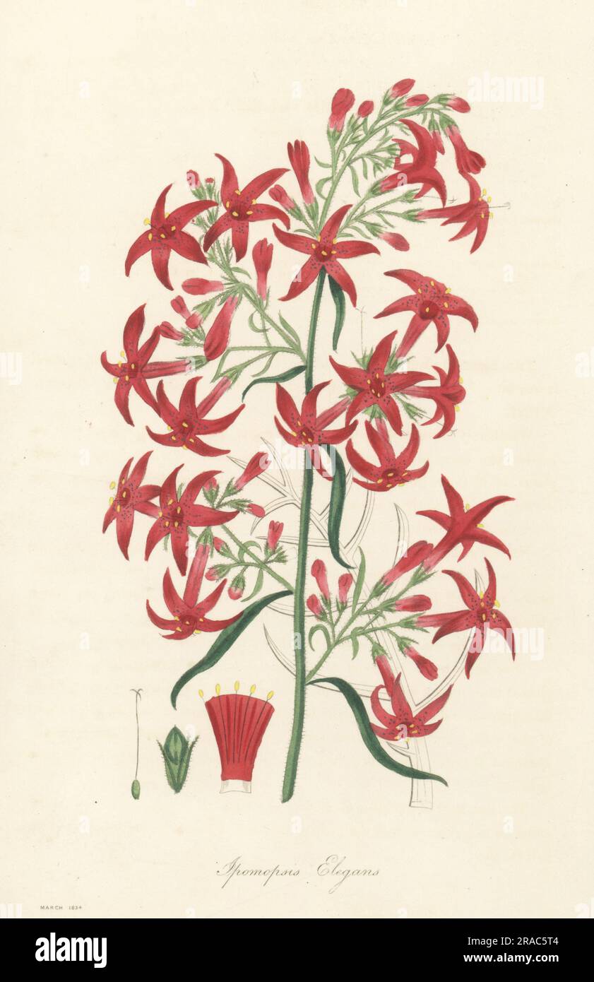 Scarlet trumpet or scarlet gilia, Ipomopsis aggregata. Native to northwest America, introduced to the Horticultural Society garden by Scottish botanist David Douglas in 1827. Elegant ipomopsis, Ipomopsis elegans. Handcoloured engraving from Joseph Paxton’s Magazine of Botany, and Register of Flowering Plants, Volume 1, Orr and Smith, London, 1834. Stock Photo