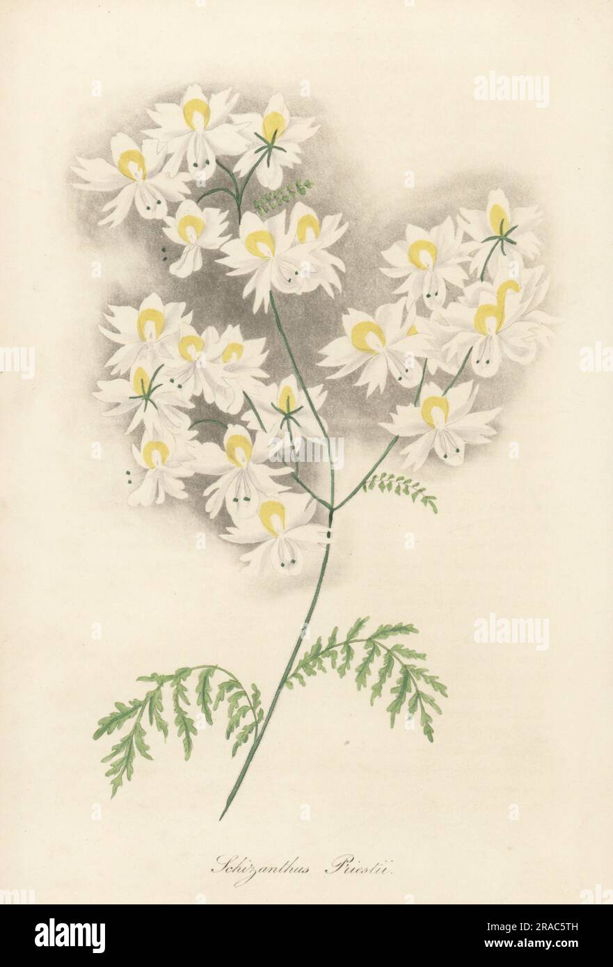 Small butterfly flower or poor man's orchid, Schizanthus pinnatus. Raised by Myles Priest, nurseryman of Reading. Priest's white-flowering schizanthus, Scizanthus priestii. Handcoloured engraving from Joseph Paxton’s Magazine of Botany, and Register of Flowering Plants, Volume 1, Orr and Smith, London, 1834. Stock Photo