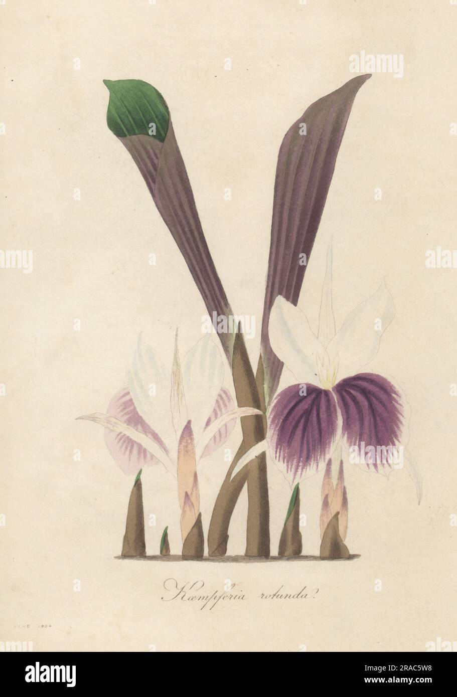 Indian crocus, peacock ginger, bhumi champa, Kaempferia rotunda. Native to China, India and southeast Asia, used in Ayurveda traditional medicine. Round-rooted galangale, Kaempfeiria rotunda. Handcoloured engraving from Joseph Paxton’s Magazine of Botany, and Register of Flowering Plants, Volume 1, Orr and Smith, London, 1834. Stock Photo