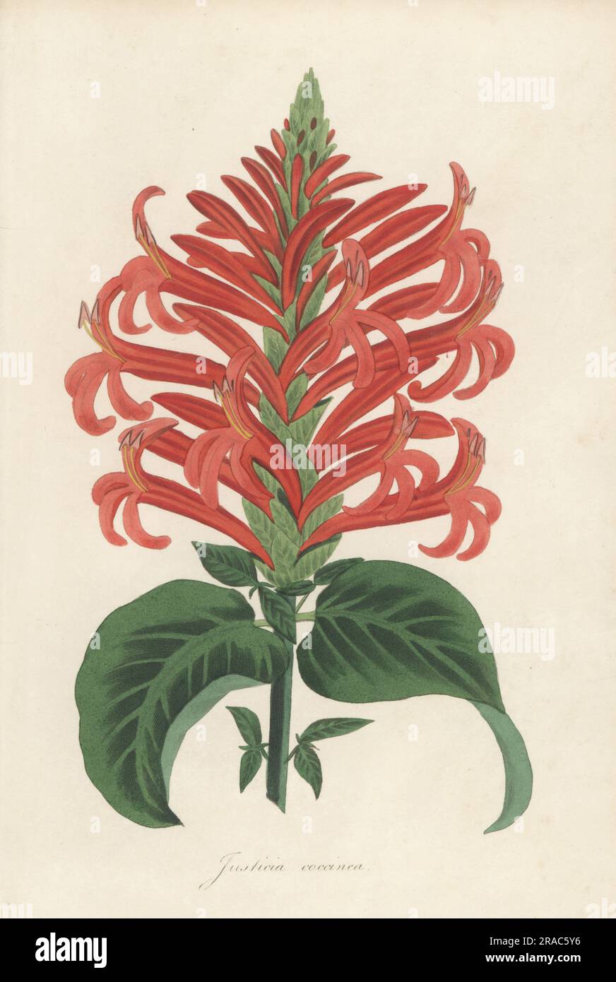 Cardinals guard, Pachystachys coccinea. Scarlet justitia, Justicia coccinea. Named for 18th century Scottish botanist J. Justice. Handcoloured engraving from Joseph Paxton’s Magazine of Botany, and Register of Flowering Plants, Volume 1, Orr and Smith, London, 1834. Stock Photo
