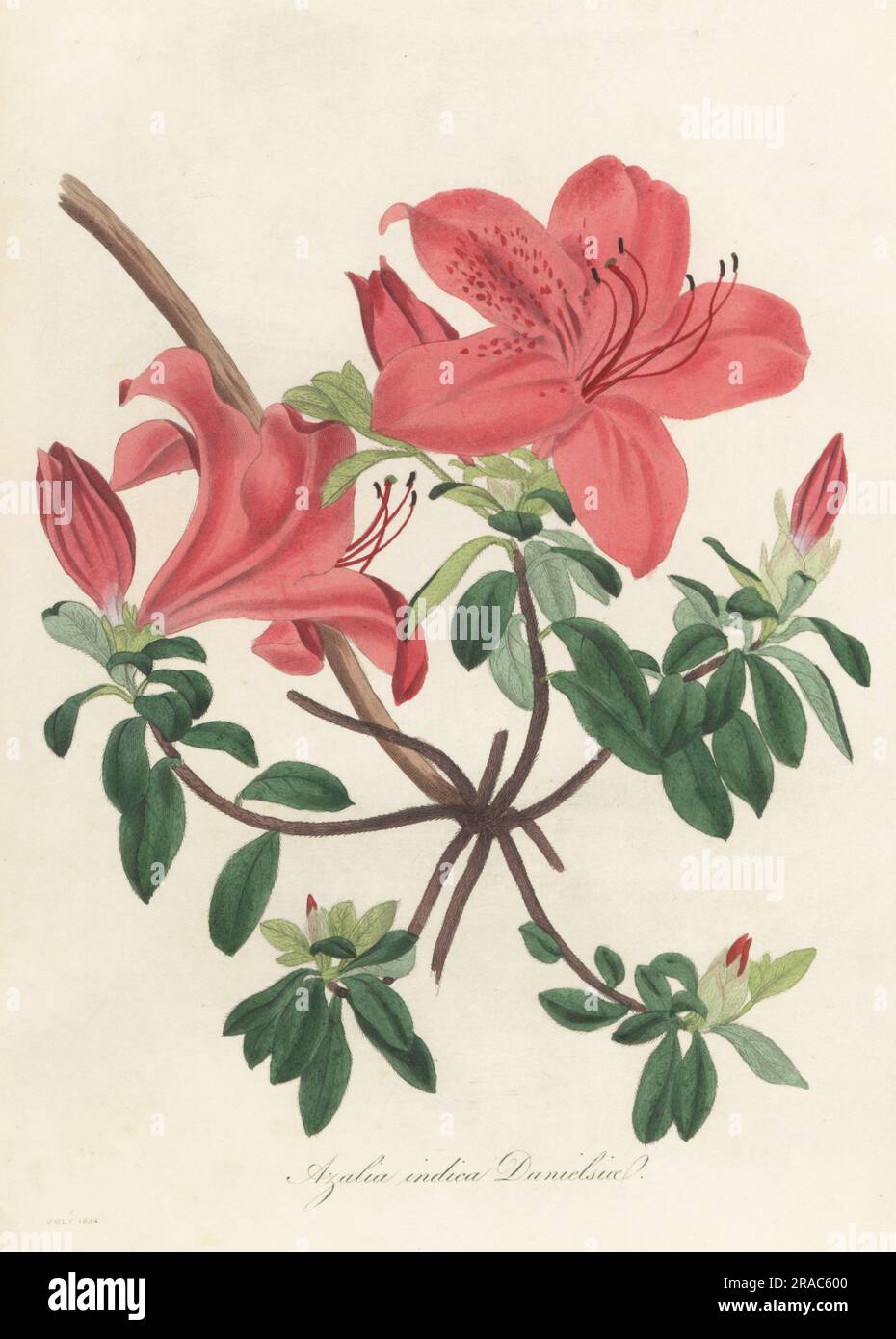Chinese azalea, Rhododendron indicum. Mrs. Captain Daniels' Chinese azalea, Azalea danielsiana, Azalea indica danielsii. Introduced by Captain Daniels of the East India Company from China in 1830. Handcoloured engraving from Joseph Paxton’s Magazine of Botany, and Register of Flowering Plants, Volume 1, Orr and Smith, London, 1834. Stock Photo