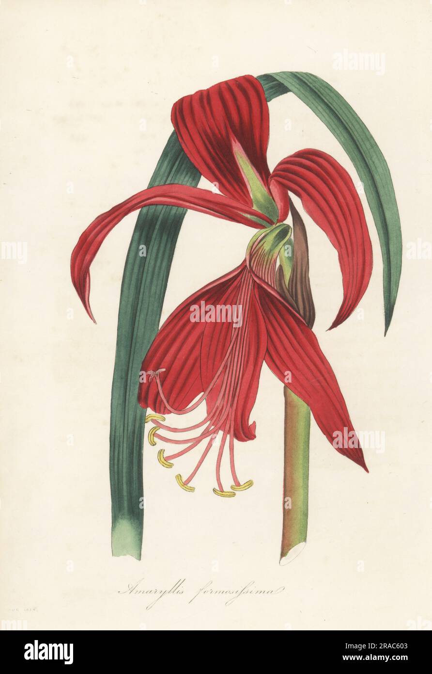 Aztec lily, Sprekelia formosissima. Native to Mexico, named for Johann Heinrich von Spreckelsen. Crimson jacobea lily, Amaryllis formosissima. Handcoloured engraving from Joseph Paxton’s Magazine of Botany, and Register of Flowering Plants, Volume 1, Orr and Smith, London, 1834. Stock Photo