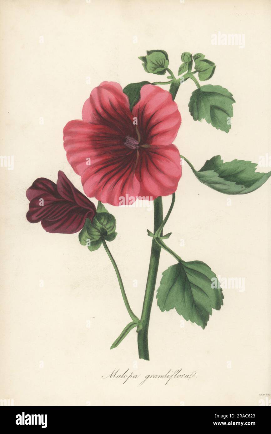 Mallow-wort or maloppi, Malope trifida. Native of Spain and Portugal, introduced in 1808. Great-flowered trifid-leaved malope, Malope trifida grandiflora. Malopa grandiflora. Handcoloured engraving from Joseph Paxton’s Magazine of Botany, and Register of Flowering Plants, Volume 1, Orr and Smith, London, 1834. Stock Photo