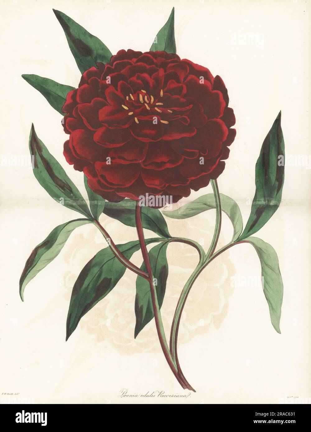 Chinese peony, Paeonia lactiflora. Native of China, introduced by English botanist John Reeves of the East India Company. Mr. Reeve's paeony, Paeonia edulis reevesiana. Handcoloured engraving after a botanical illustration by Frederick William Smith from Joseph Paxton’s Magazine of Botany, and Register of Flowering Plants, Volume 1, Orr and Smith, London, 1834. Stock Photo