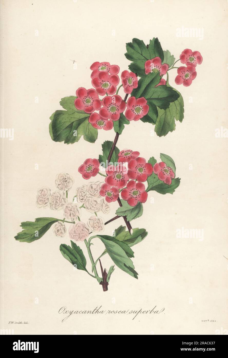 Flowering hawthorn, Oxycantha rosea superba (ambiguous).  Raised by Mr. Malcolm of Kensington Nursery. Deep rose-coloured flowering hawthorn, Crataegus oxyacantha var. rosea. Handcoloured engraving after a botanical illustration by Frederick William Smith from Joseph Paxton’s Magazine of Botany, and Register of Flowering Plants, Volume 1, Orr and Smith, London, 1834. Stock Photo