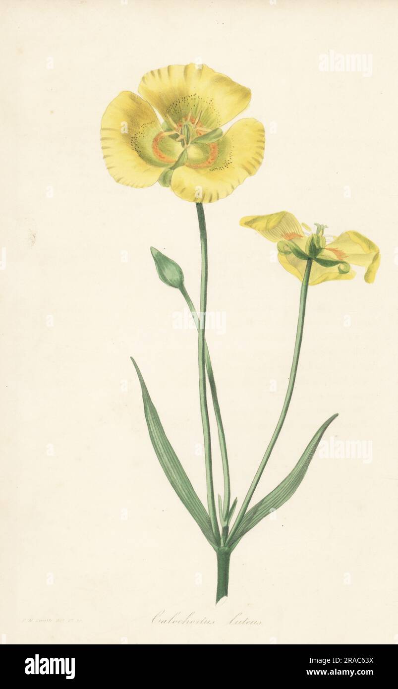 Yellow mariposa lily, Calochortus luteus. Introduced from California by Scottish botanist David Douglas. Yellow flowered calochortus. Handcoloured engraving after a botanical illustration by Frederick William Smith from Joseph Paxton’s Magazine of Botany, and Register of Flowering Plants, Volume 1, Orr and Smith, London, 1834. Stock Photo