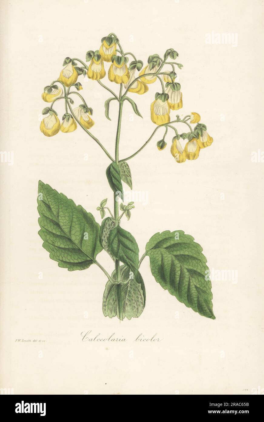 Two-coloured slipperwort, Calceolaria bicolor. Native of Canta in Peru, discovered by Scottish plant hunter Alexander Cruckshanks (or Cruickshank) and introduced in 1829. Handcoloured botanical illustration drawn and engraved by Frederick William Smith from Joseph Paxton’s Magazine of Botany, and Register of Flowering Plants, Volume 1, Orr and Smith, London, 1834. Stock Photo