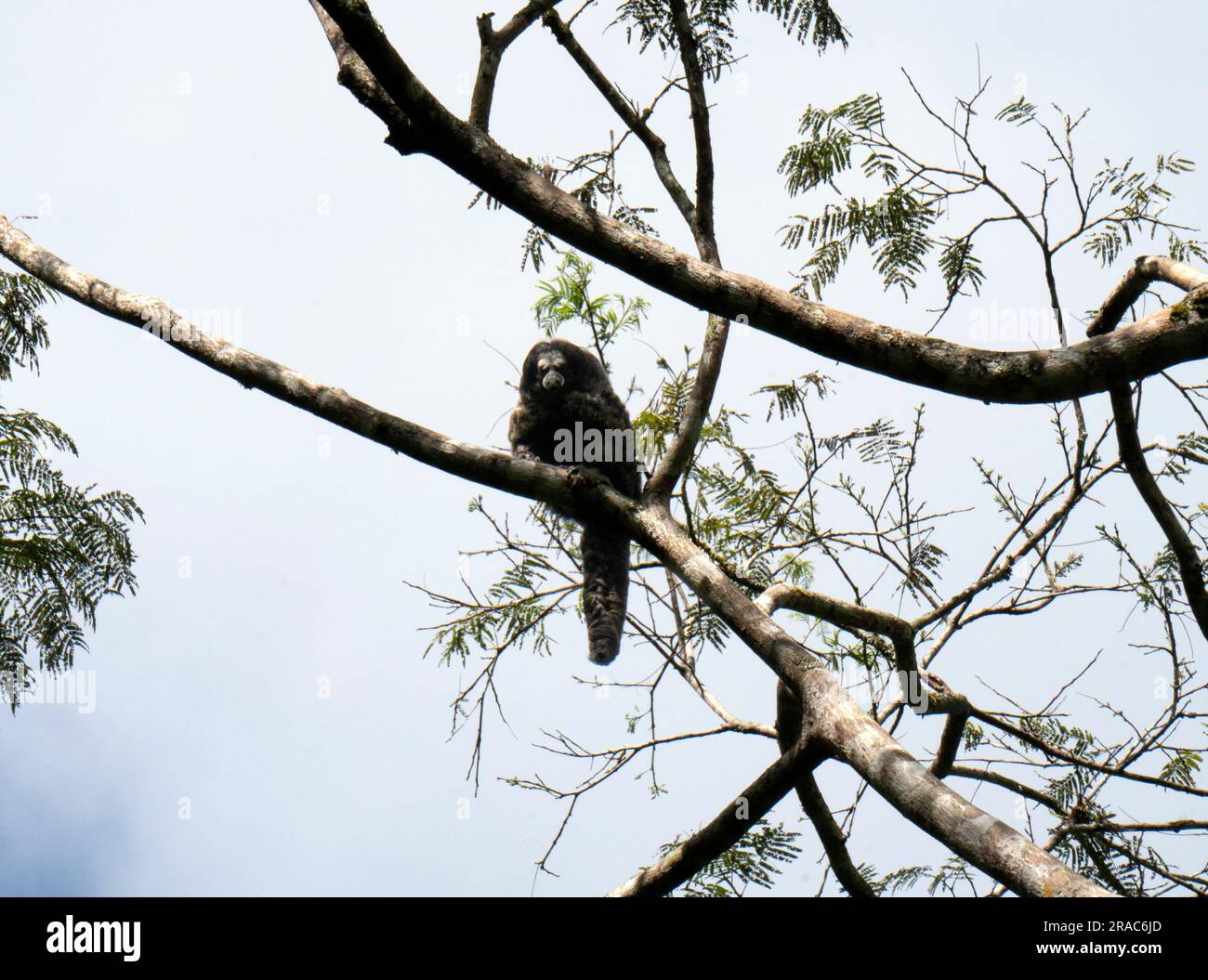 Equatorial Saki monkey (pithecia aequatorialis) in the amazon forest,Tingo Maria,Huanuco,Peru Stock Photo