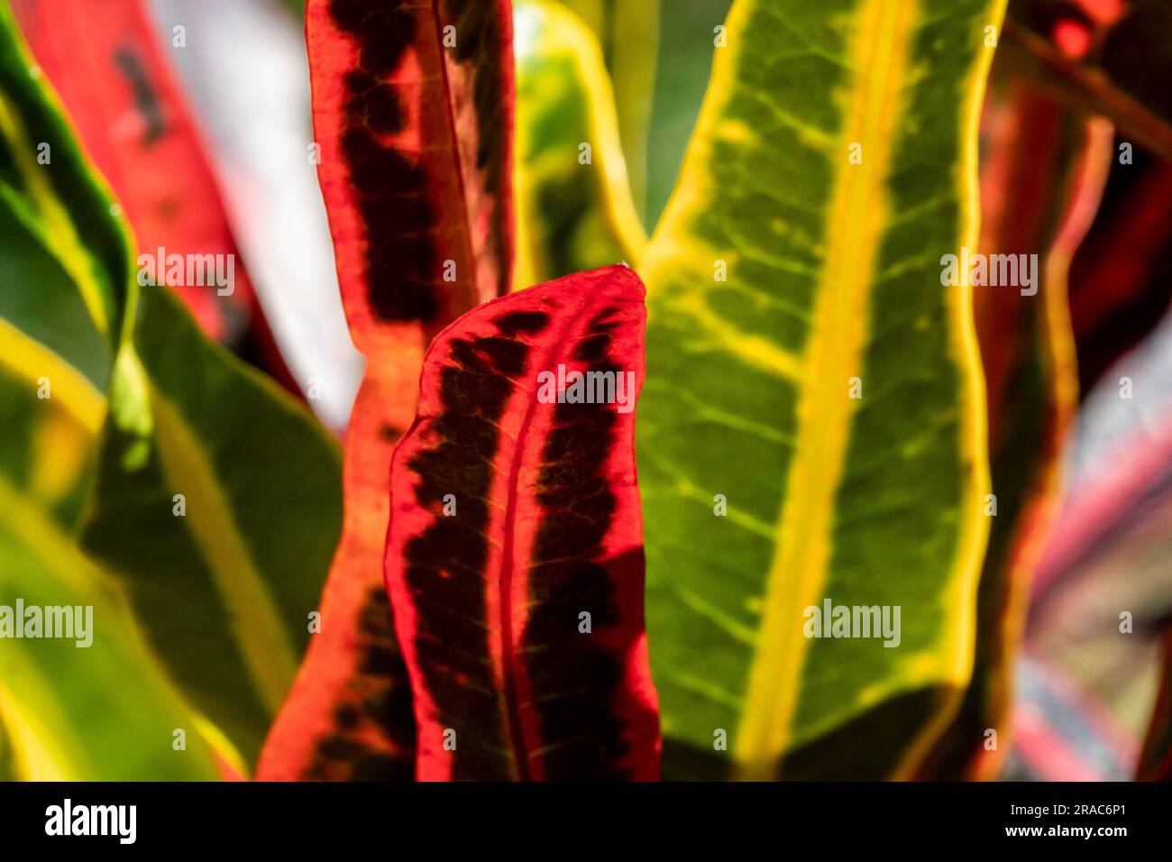Croton plant closeup,Tingo maria,Huanuco,Peru. Stock Photo