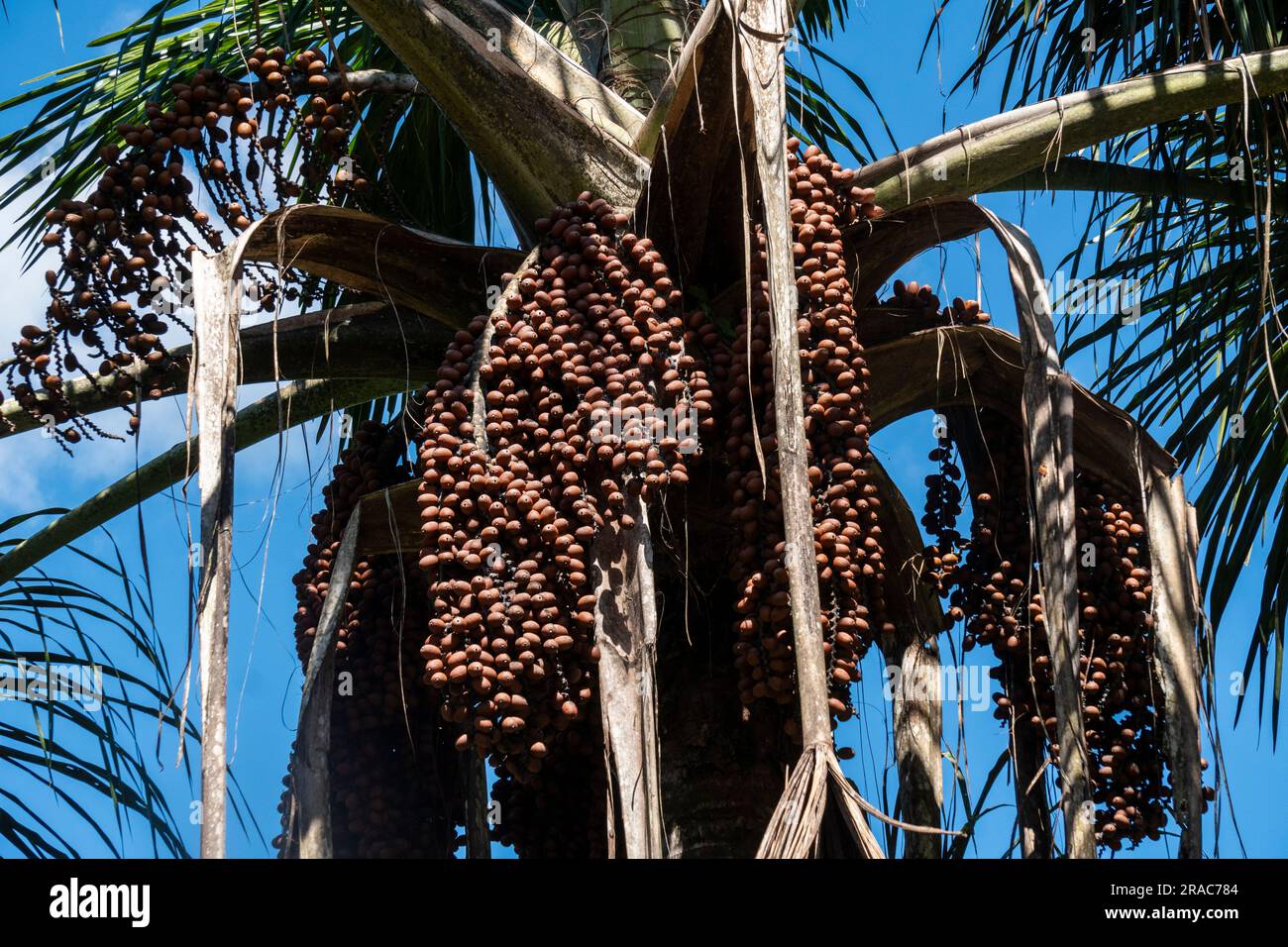 Moriche palm (mauritia flexuosa).Peruvian jungle,amazonian,Tingo Maria,Huanuco,Peru. Stock Photo