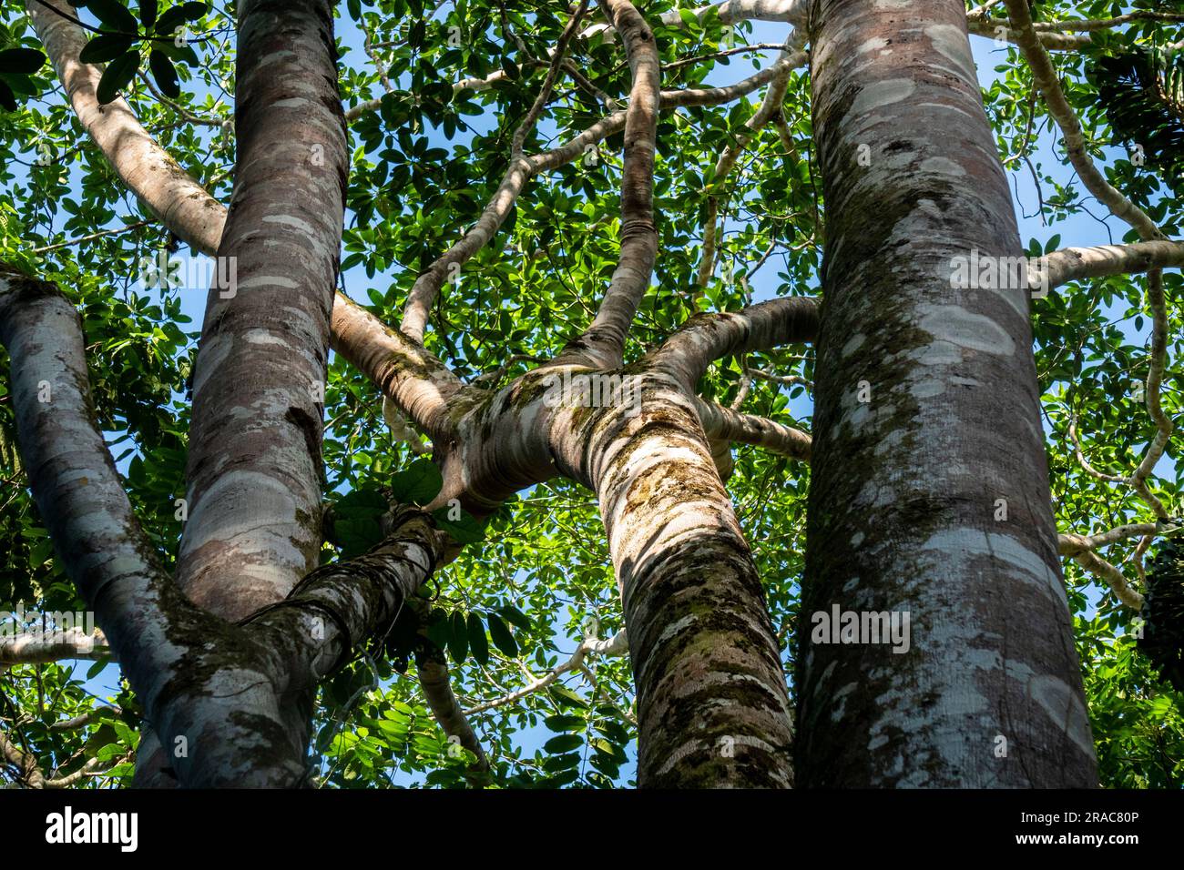 Ficus insipida (ojé blanco),Amazonian forest,Tingo Maria,Huanuco,Perú. Stock Photo