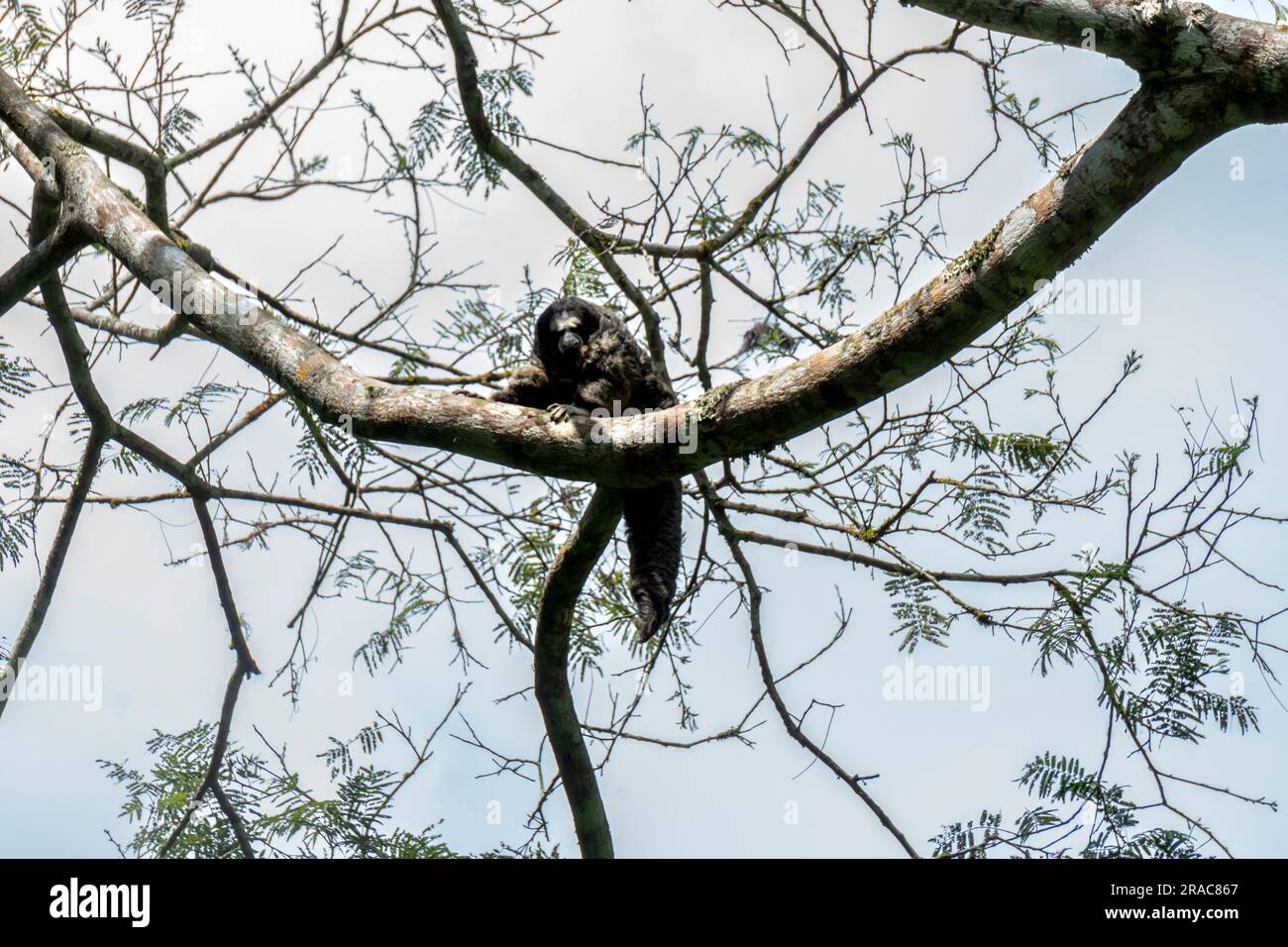 Equatorial Saki monkey (pithecia aequatorialis) in the amazon forest,Tingo Maria,Huanuco,Peru Stock Photo