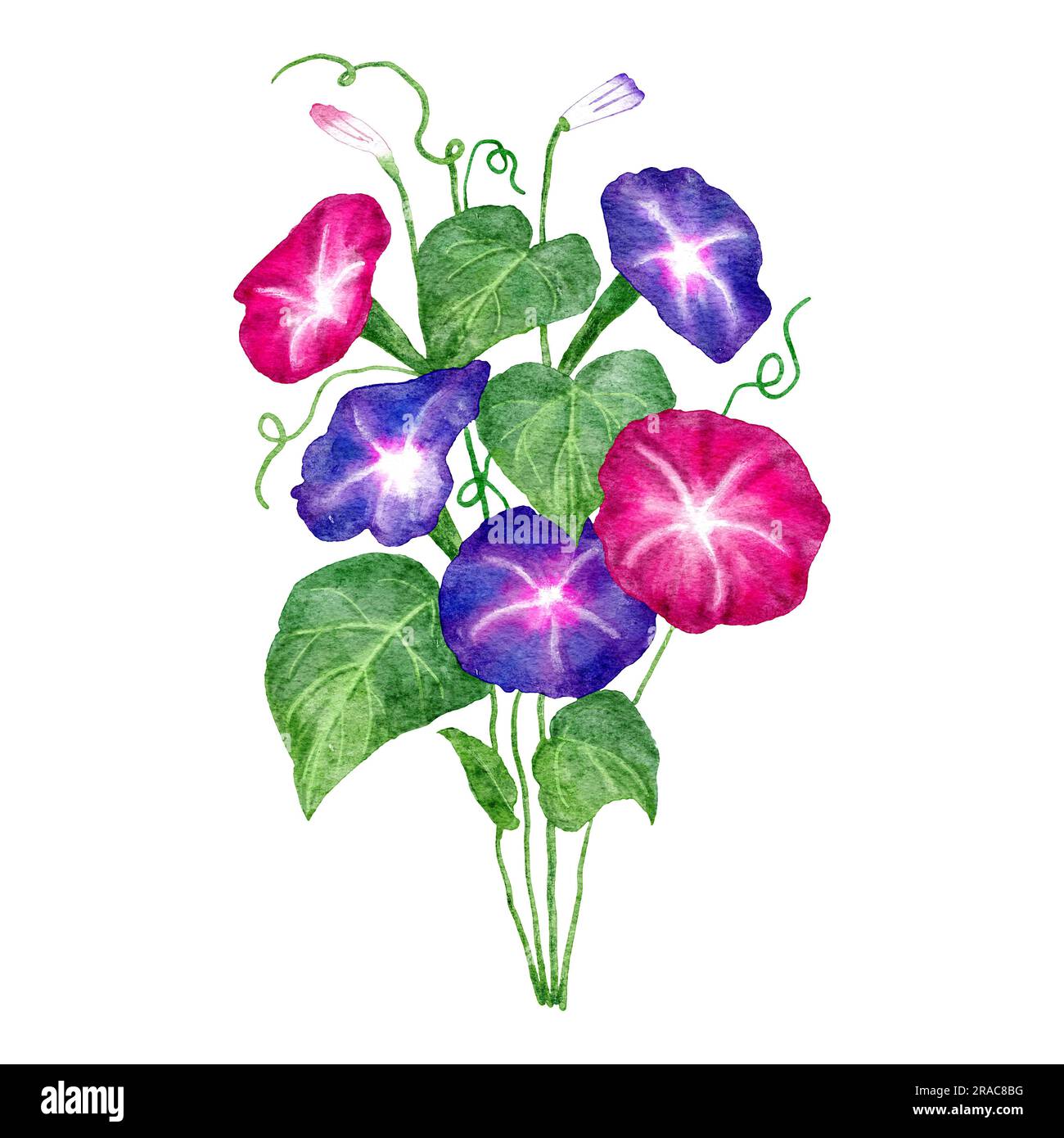 Hand drawn watercolor illustration of morning glory flower, Ipomoea floral in pink purple, green leaves. Garden bloom blossom botanical nature design, japanese style plant, ivy drawing gardening Stock Photo