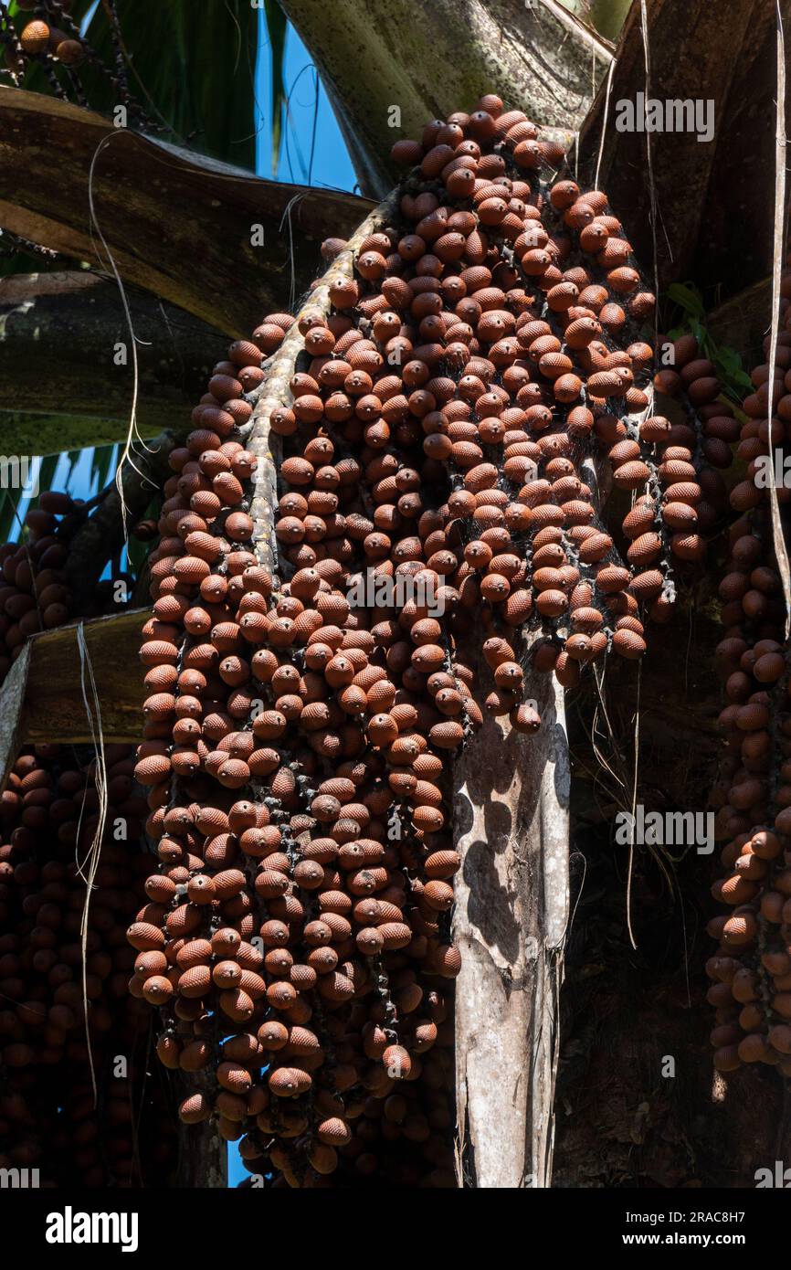 Moriche palm (mauritia flexuosa).Peruvian jungle,amazonian,Tingo Maria,Huanuco,Peru. Stock Photo