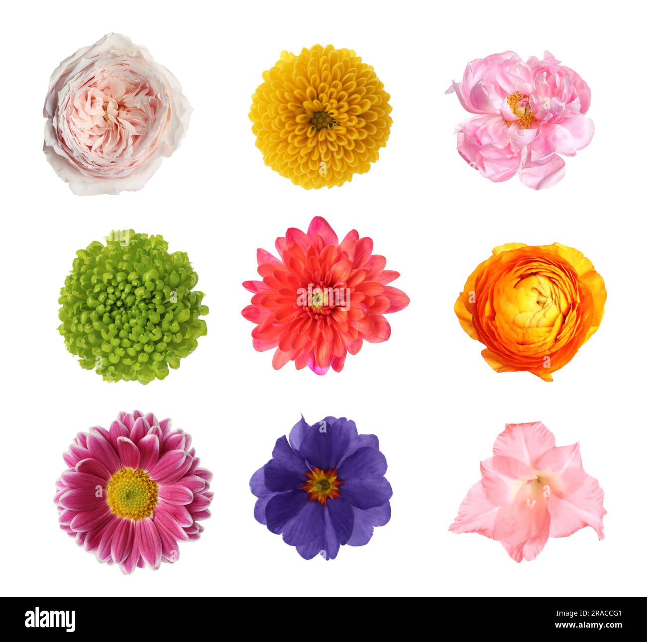 Set of different beautiful flowers on white background Stock Photo - Alamy