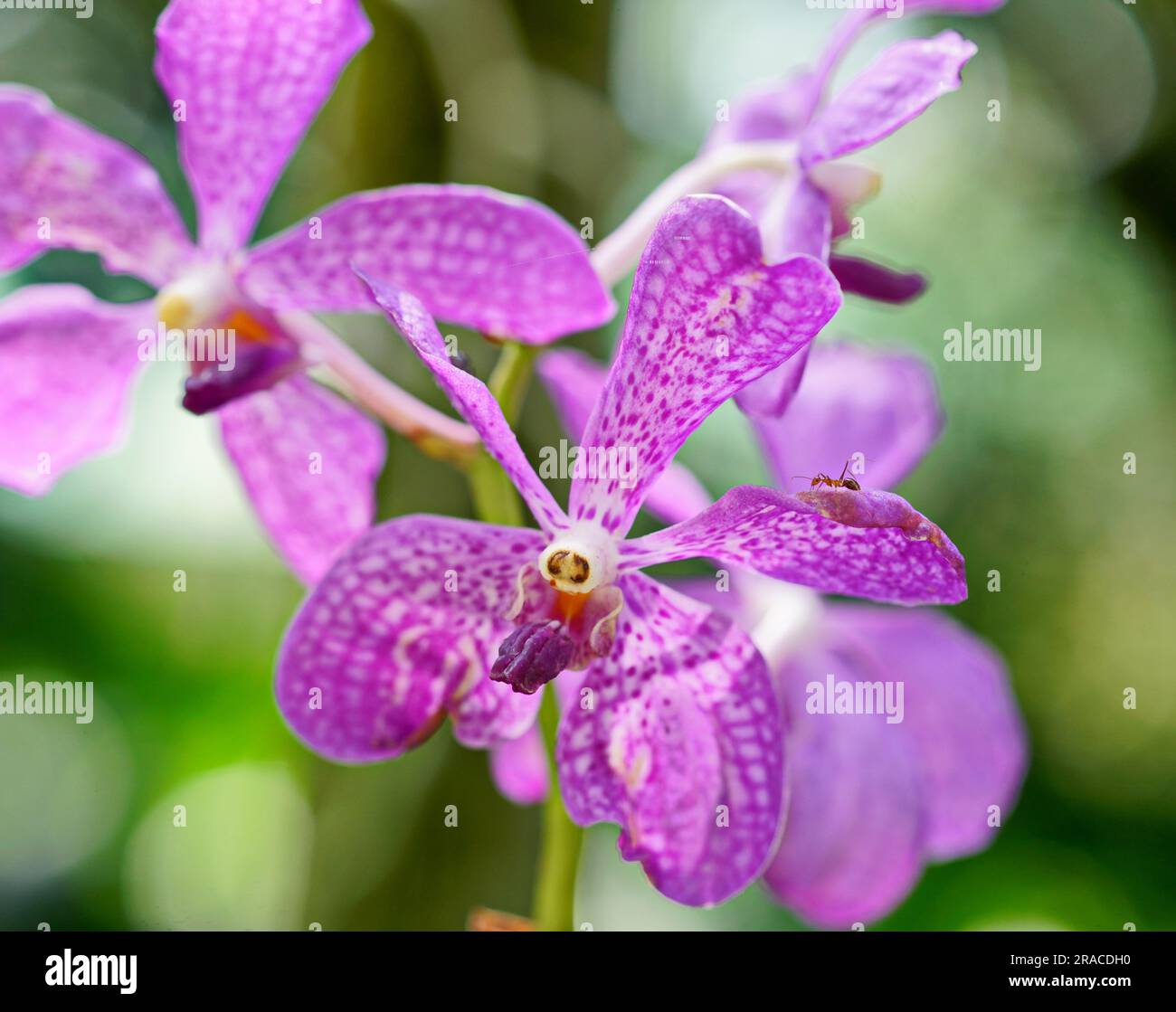 Purple orchid in Santubong National Park, Sarawak Malaysia Stock Photo