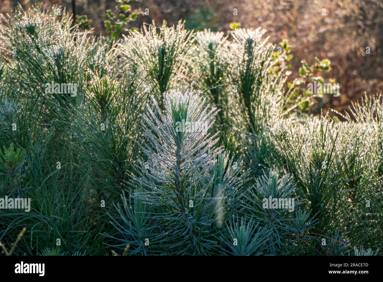 Young shoots of a pine tree in dew close-up. Mount Carmel at sunrise. Israel Stock Photo