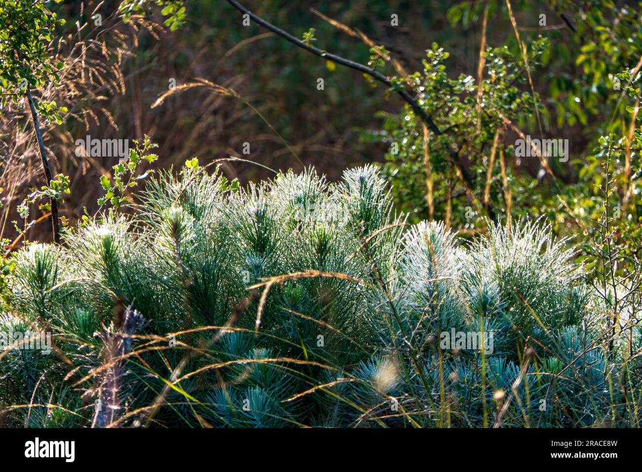 Young shoots of a pine tree in dew close-up. Mount Carmel at sunrise. Israel Stock Photo