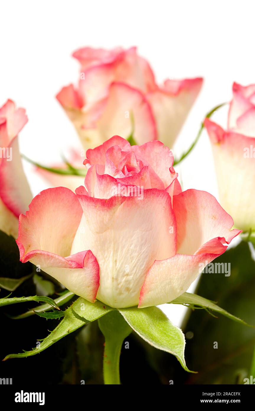 Pink and white rose flowers isolated on white background Stock Photo ...