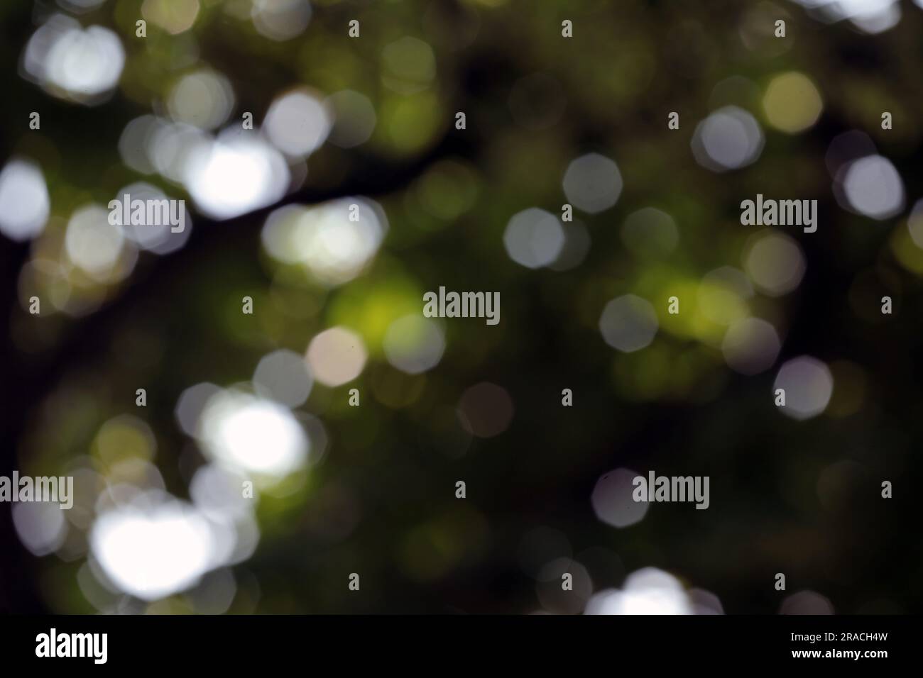 Blurry leaves background. Stock Photo