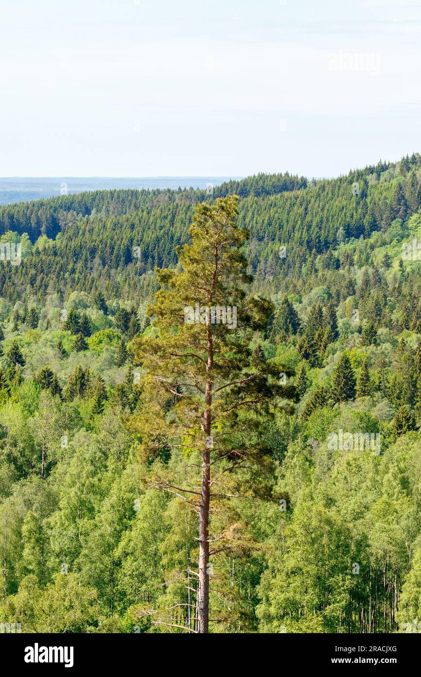 Tree top views hi-res stock photography and images - Alamy