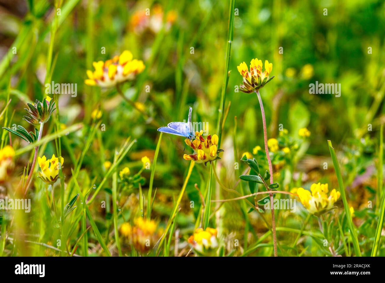 Common blue butterfly sucking nectar on meadow flowers Stock Photo