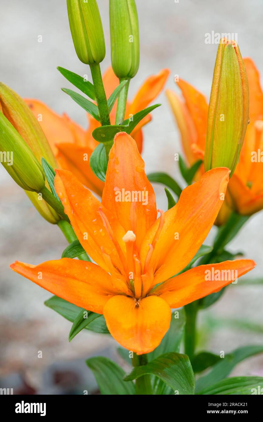 Lily Scoubidou, Lilium Scoubidou, Asiatic Hybrid Lily Scoubidou, pollen free, large, flowers with dark orange petals Stock Photo