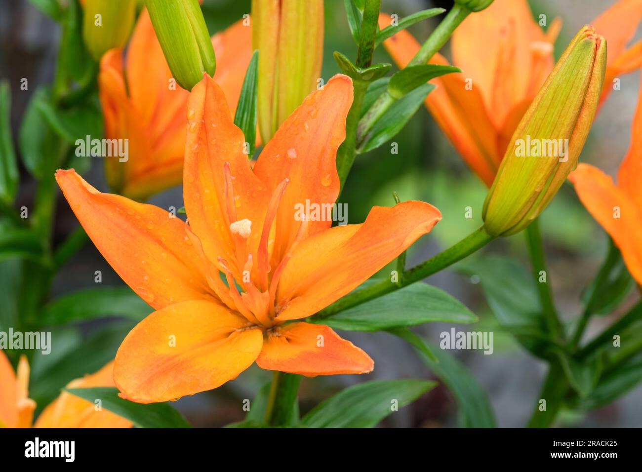Lily Scoubidou, Lilium Scoubidou, Asiatic Hybrid Lily Scoubidou, pollen free, large, flowers with dark orange petals Stock Photo