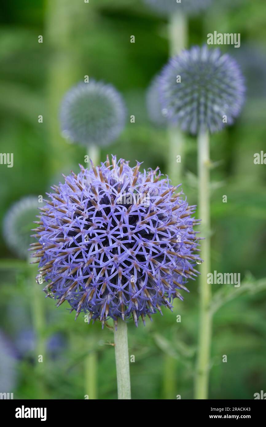 Echinops bannaticus Taplow Blue, blue globe thistle, herbaceous perennial, Rounded, blue flower heads, attractive to butterflies and bees Stock Photo