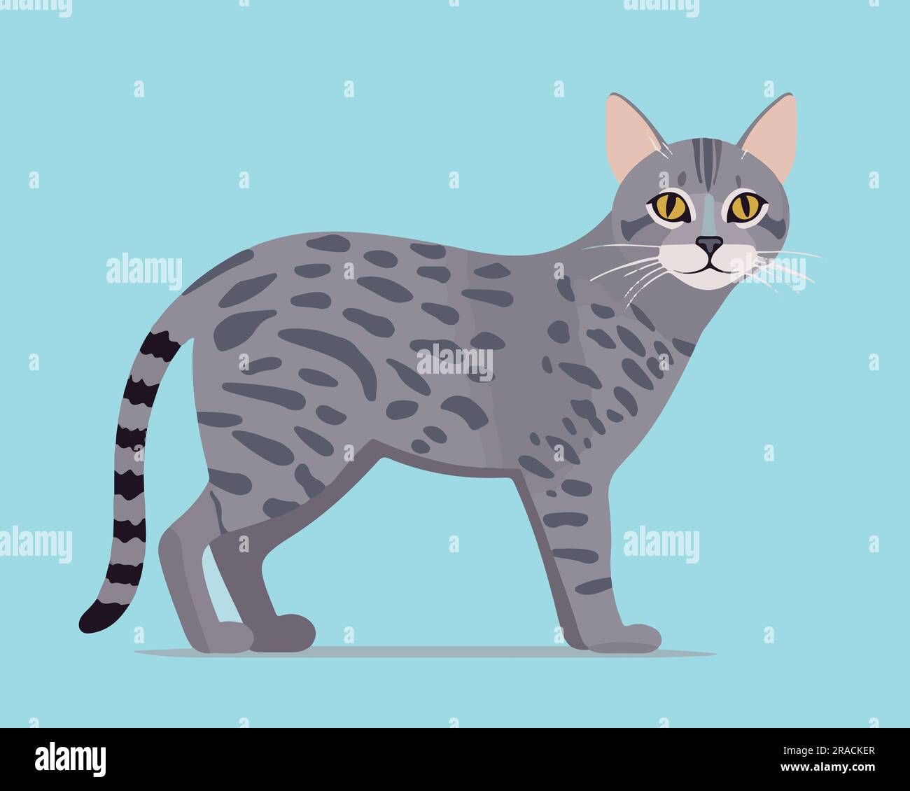 Bangla Cat vector illustration flat design Stock Vector Image & Art Alamy