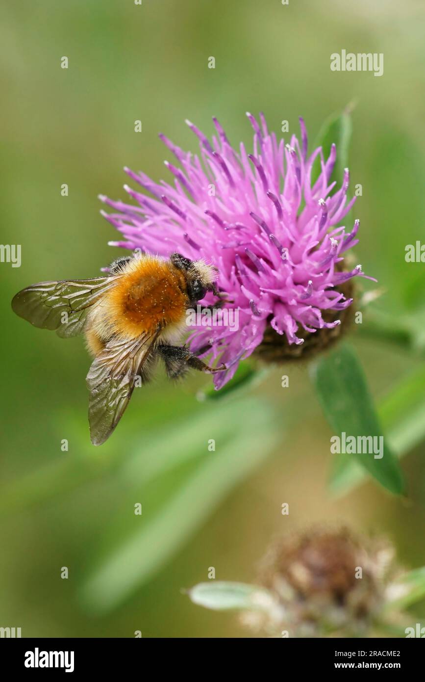 Natural vertical closeup on a fluffy brown banded bumblebee, Bombus pascuorum sitting on a purple knapweed flower Stock Photo